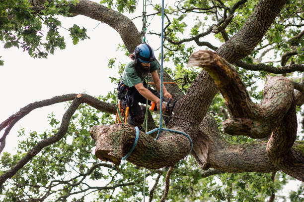 Best Tree Health Inspection  in Rossmoyne, OH