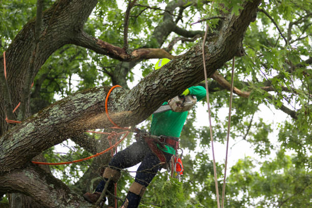 Best Mulching Services  in Rossmoyne, OH